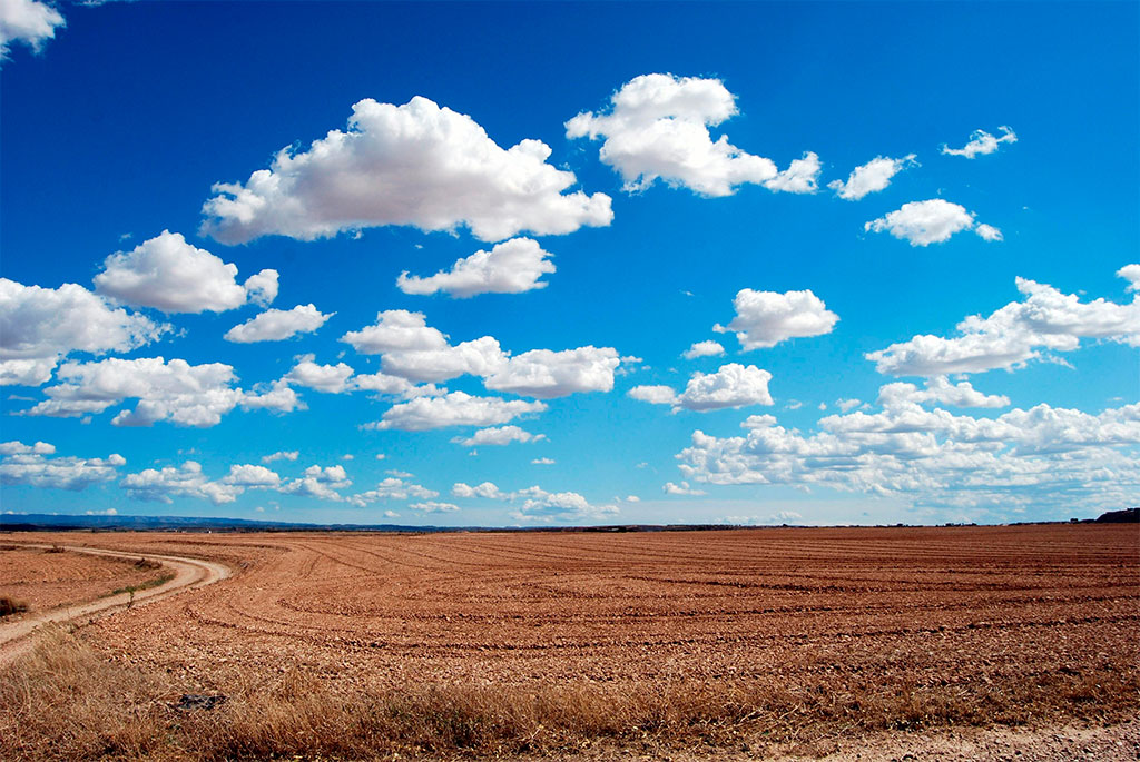 Campo de cereal con cielo azul intenso y nubes blancas.