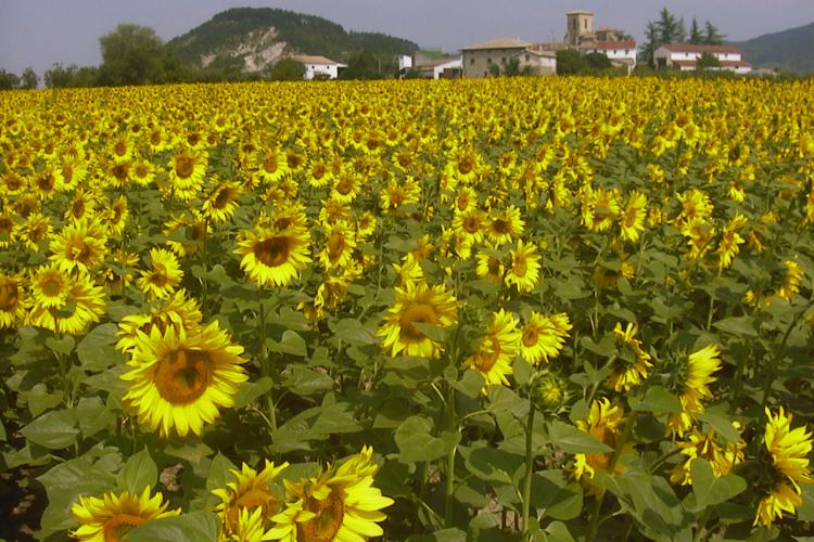 Las ayudas, que ascienden a 468.406 euros, están dirigidas al desarrollo de energías renovables en instalaciones agrícolas y ganaderas