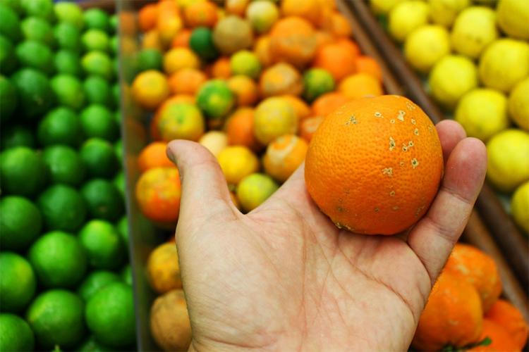 El Ministerio de Agricultura cifró en 1.364 millones de kilos los alimentos perdidos en España en 2020