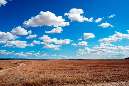 Campo de cereal con cielo azul intenso y nubes blancas.