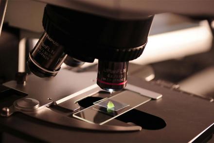 Microscopio